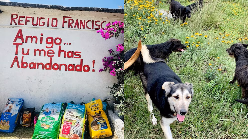 Caso Refugio Franciscano: bronca en Cuajimalpa por albergue de perros y gatos